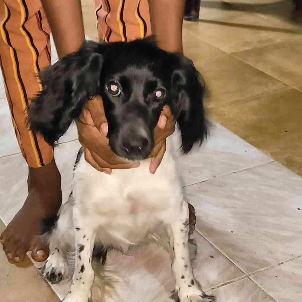 Dog for sale