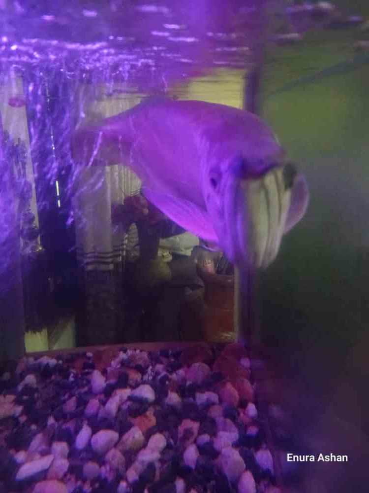 Silver arovana fish