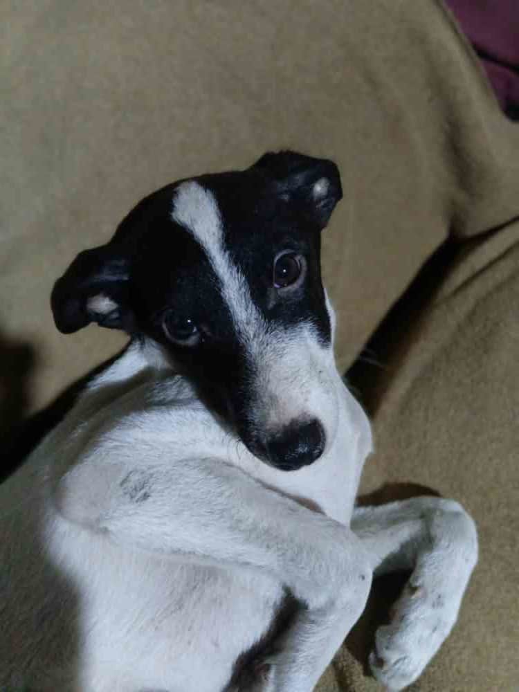 Pet available for free