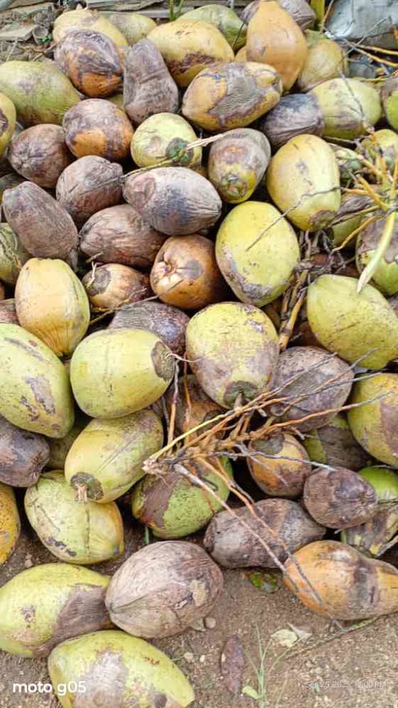 Coconut for sale