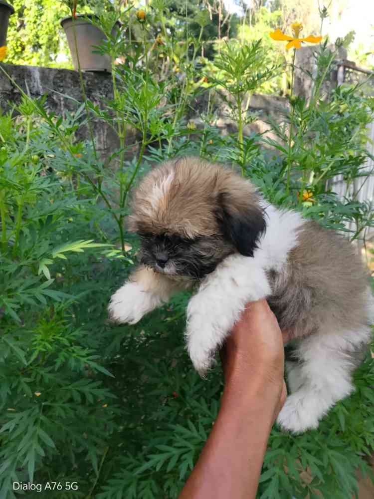 Shih tzu puppies