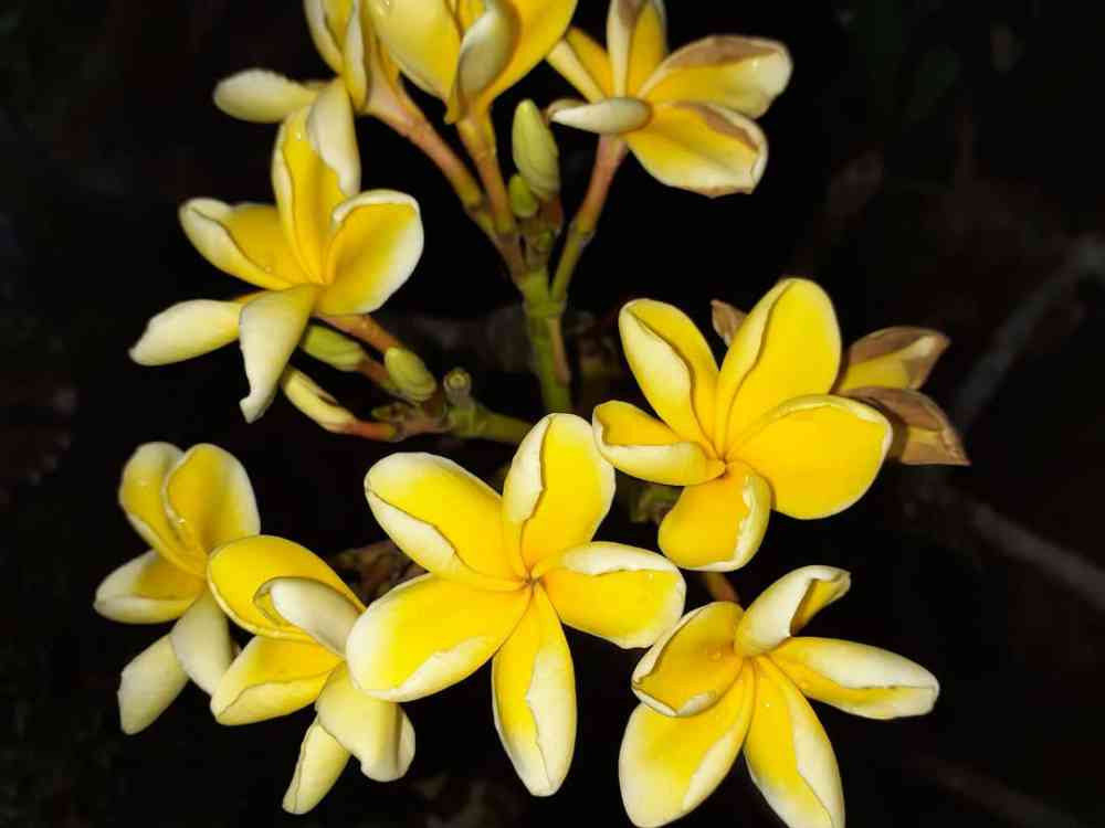 Temple flower plants