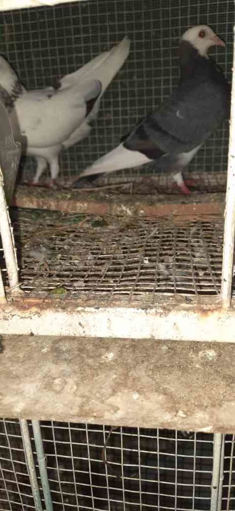 Pigeons