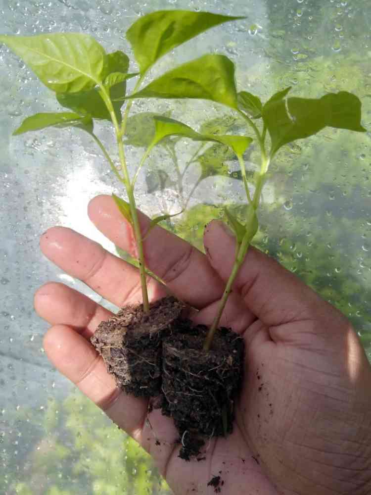 Chilli plants