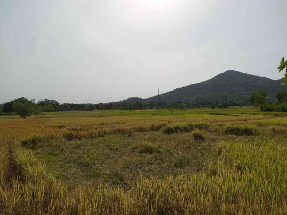 Two acres paddy field