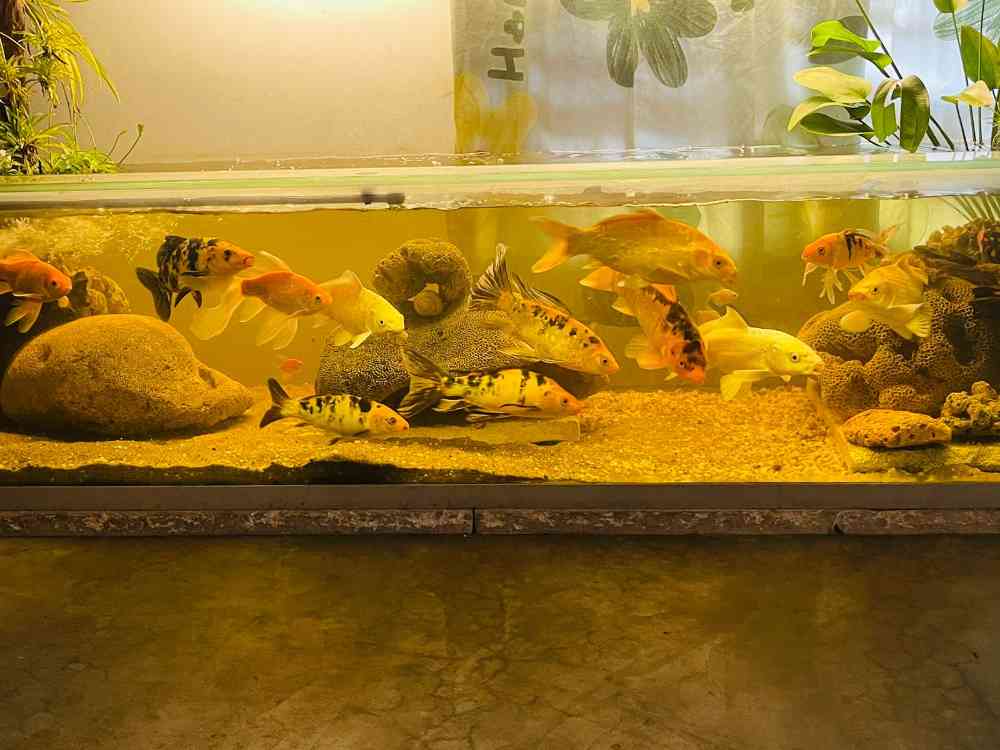Carp fish for sale