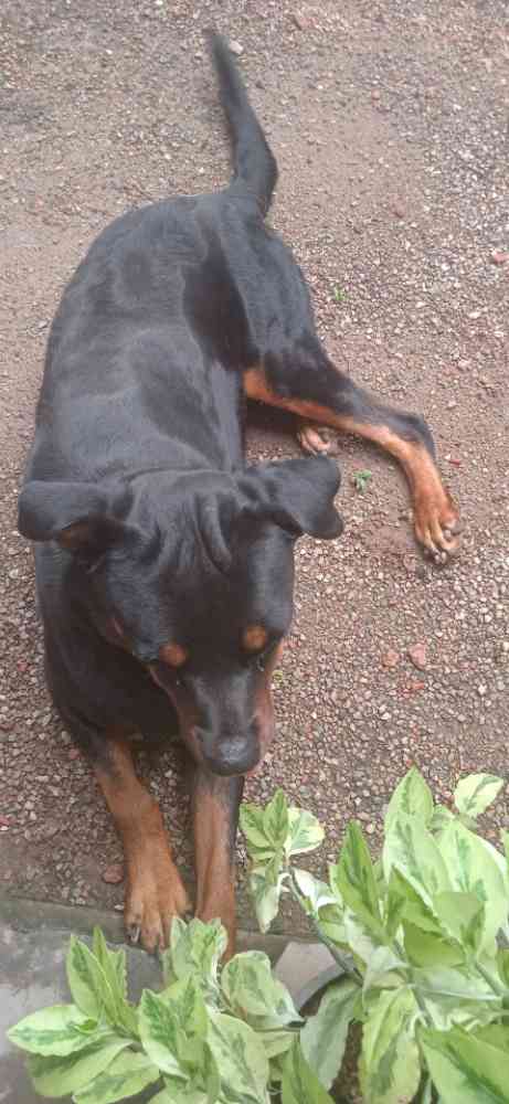 Rottweiler dog for sale