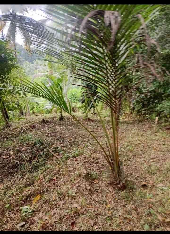 Land for sale in kegalle