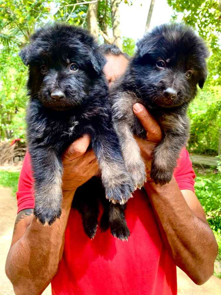 Shepherd puppies