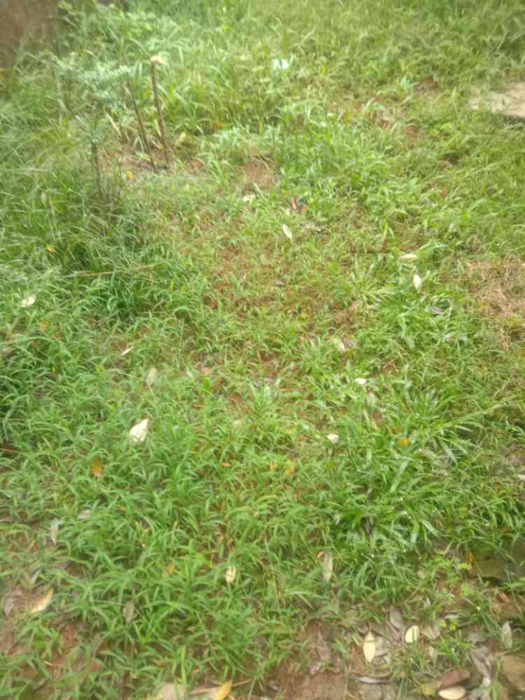 Land for sale