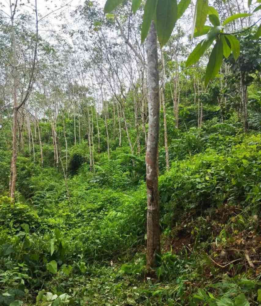 Rubber land for sale