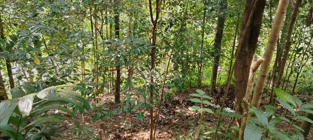 Land for sale in