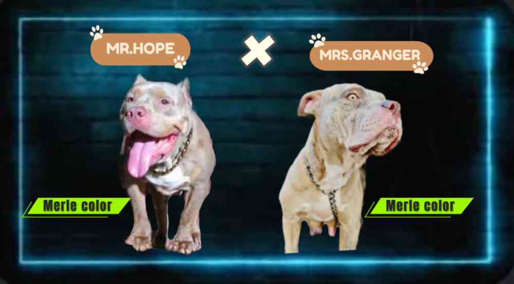 American bully puppies