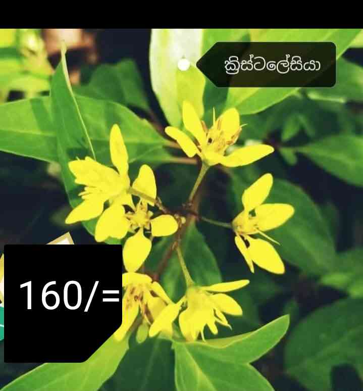 Fruits and flower plants