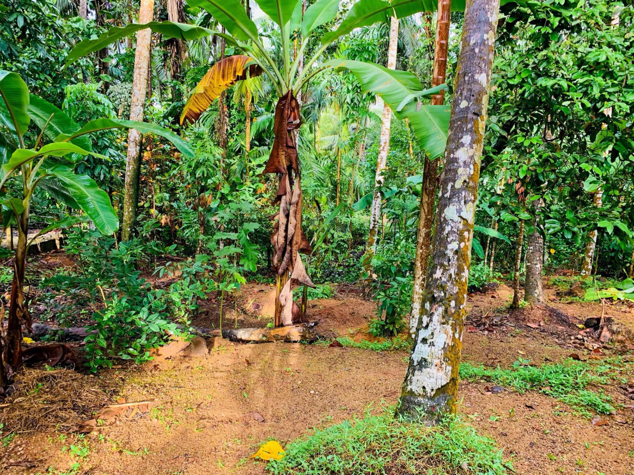 Land for sale in avissawella