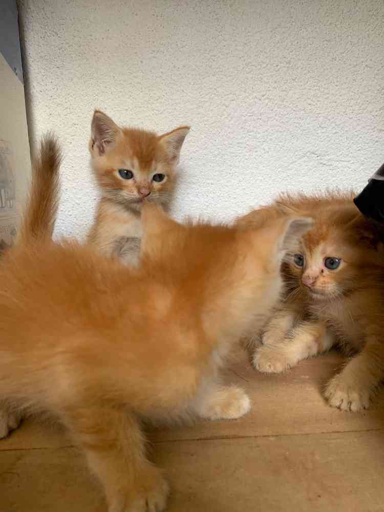 Persian cat's