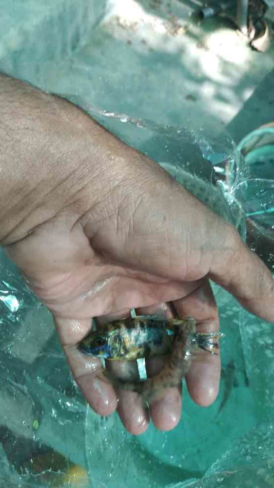 Malawi fish