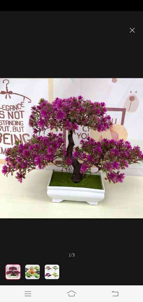 Bonsai plants
