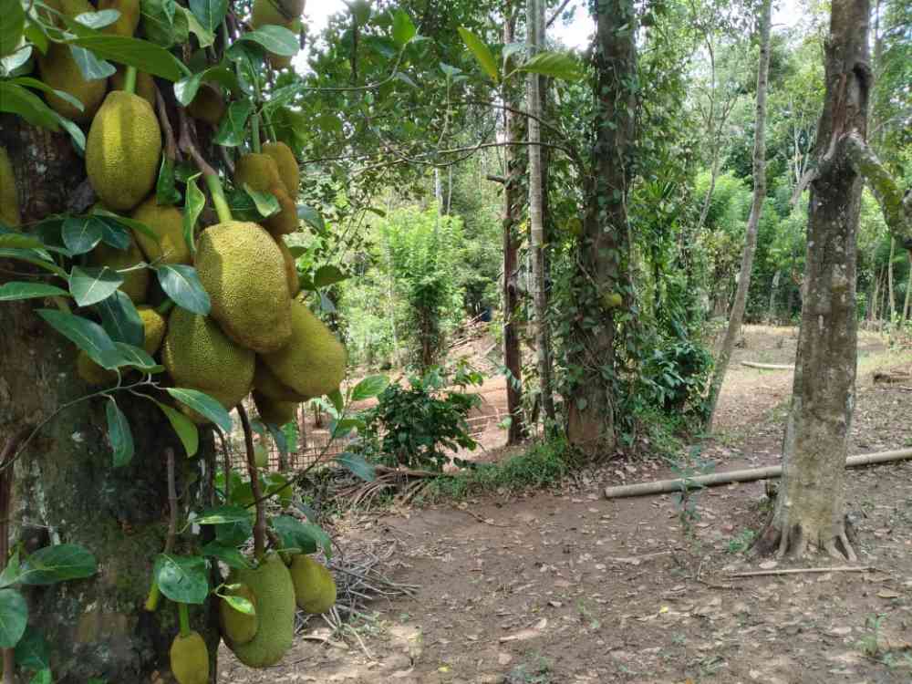 Land for sale in pilimathalawa