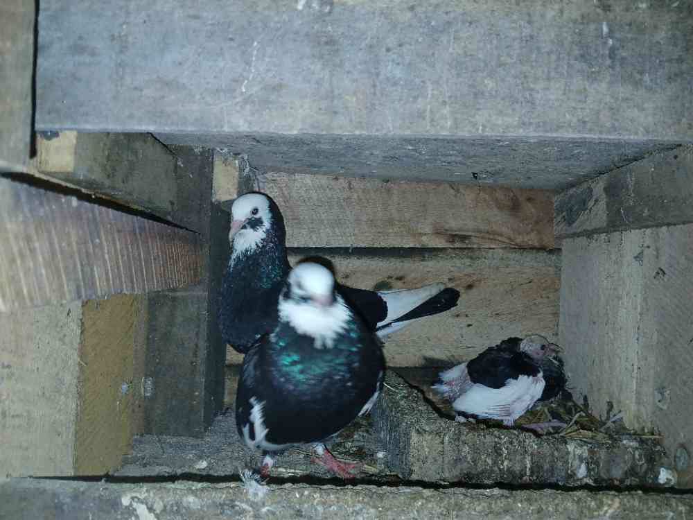 Pigeon for sale