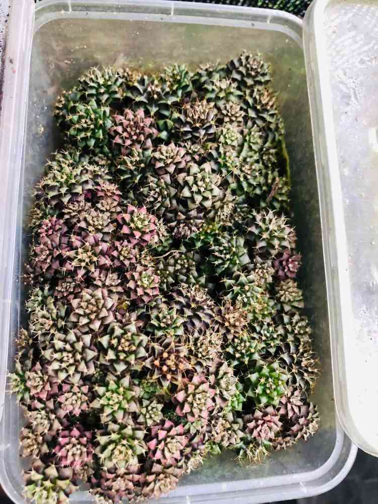 Cactus compot