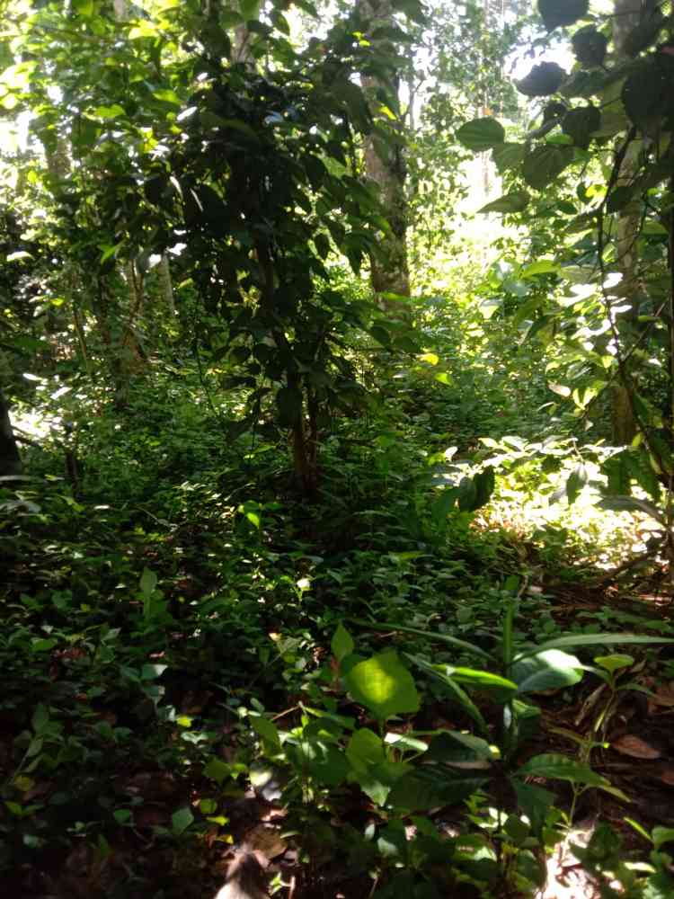 Land for sale in matale