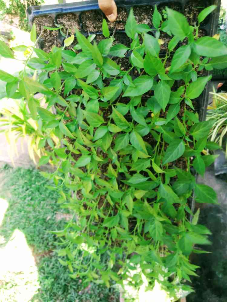 Mich-hy1 chilli plant