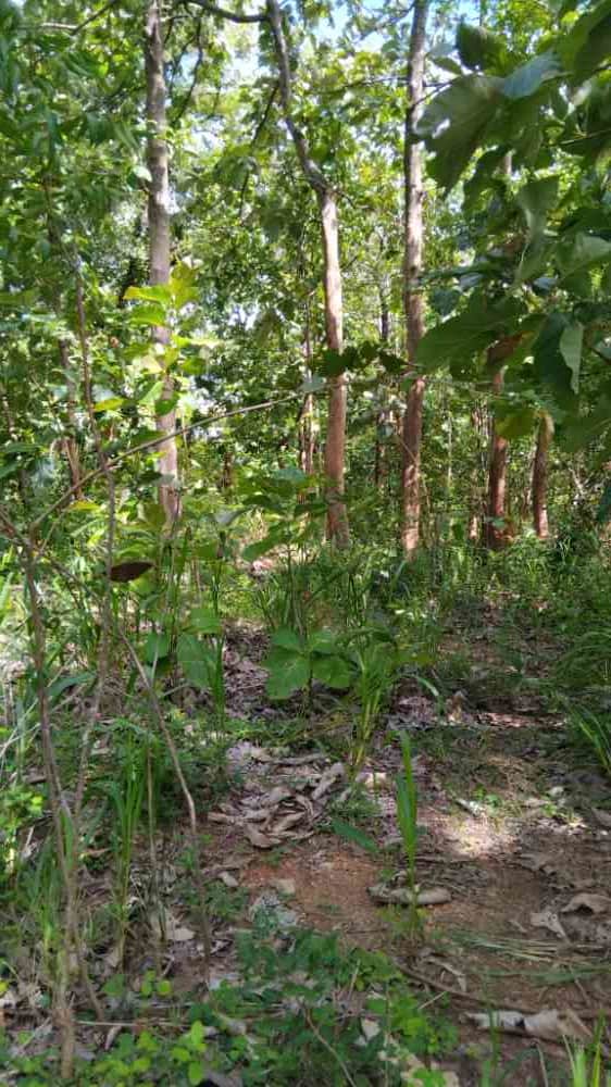 Land for sale in dambulla