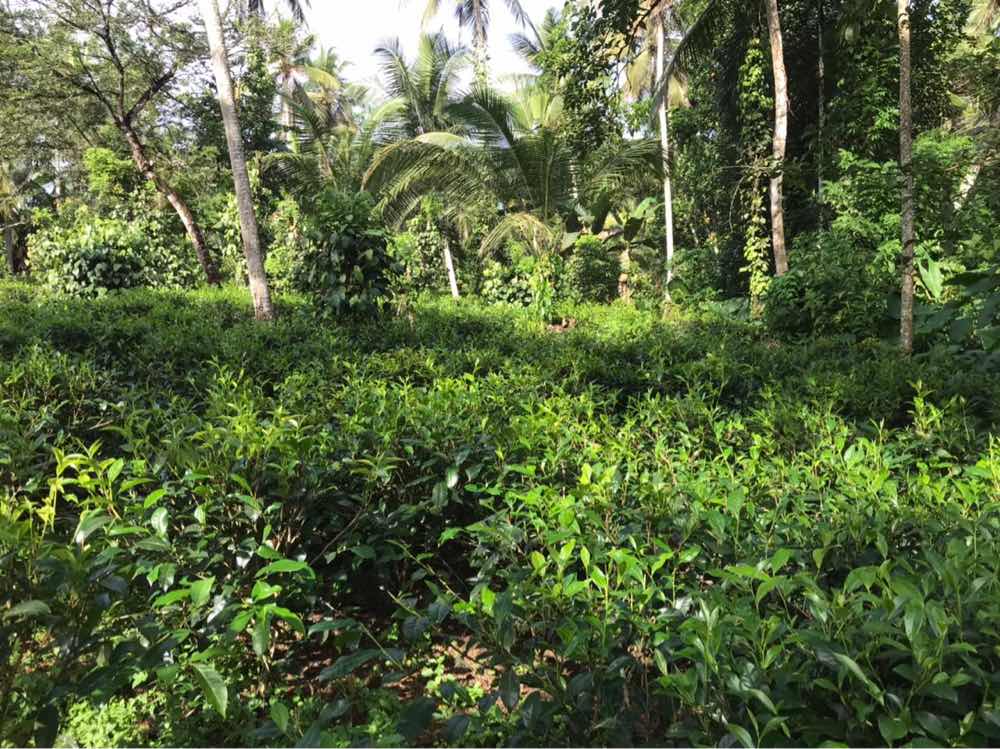 Land for sale in baddegama