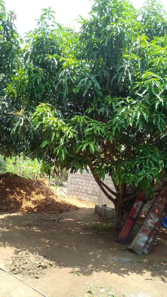 Land for rent in Tangalle