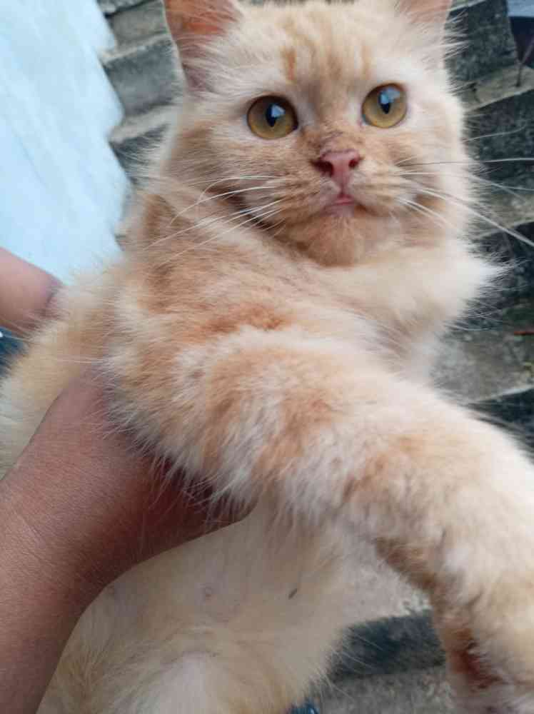 Percian female cat