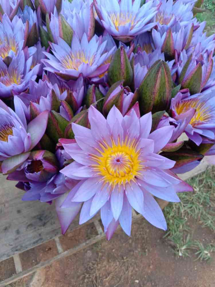 Lotus flower
