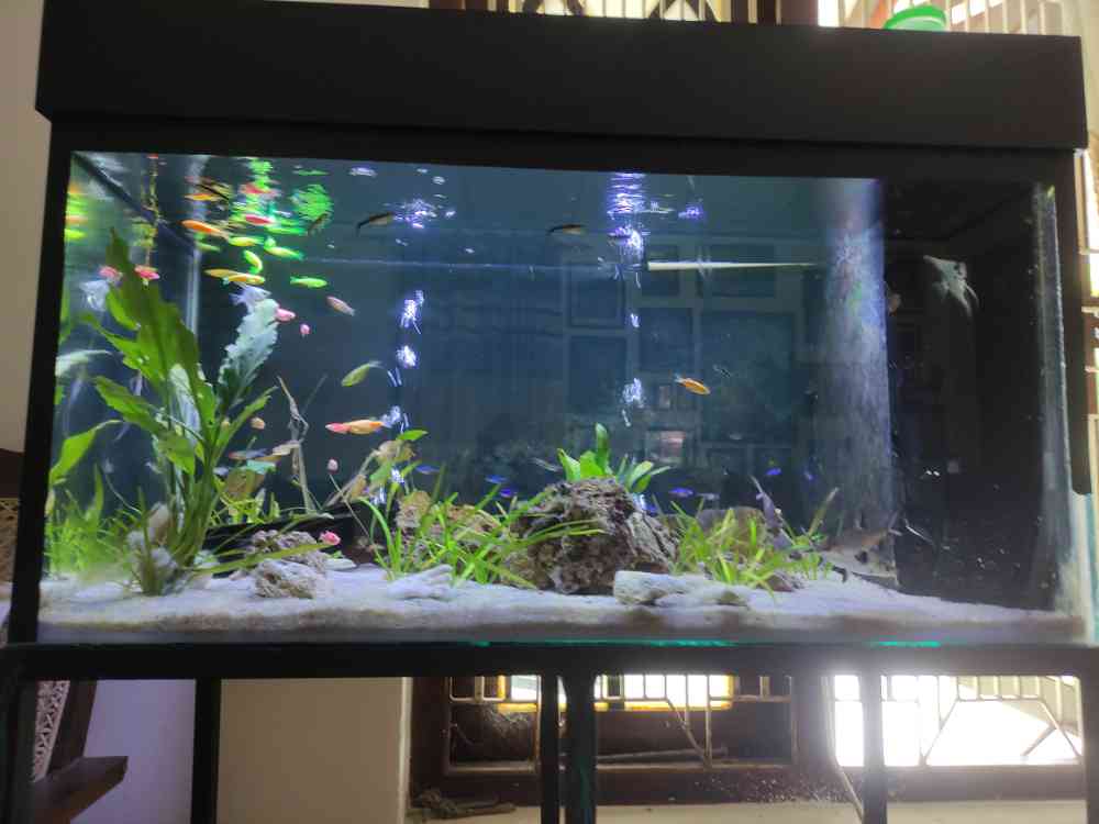 3 x 1.5 x 1.5 feet tank for sale