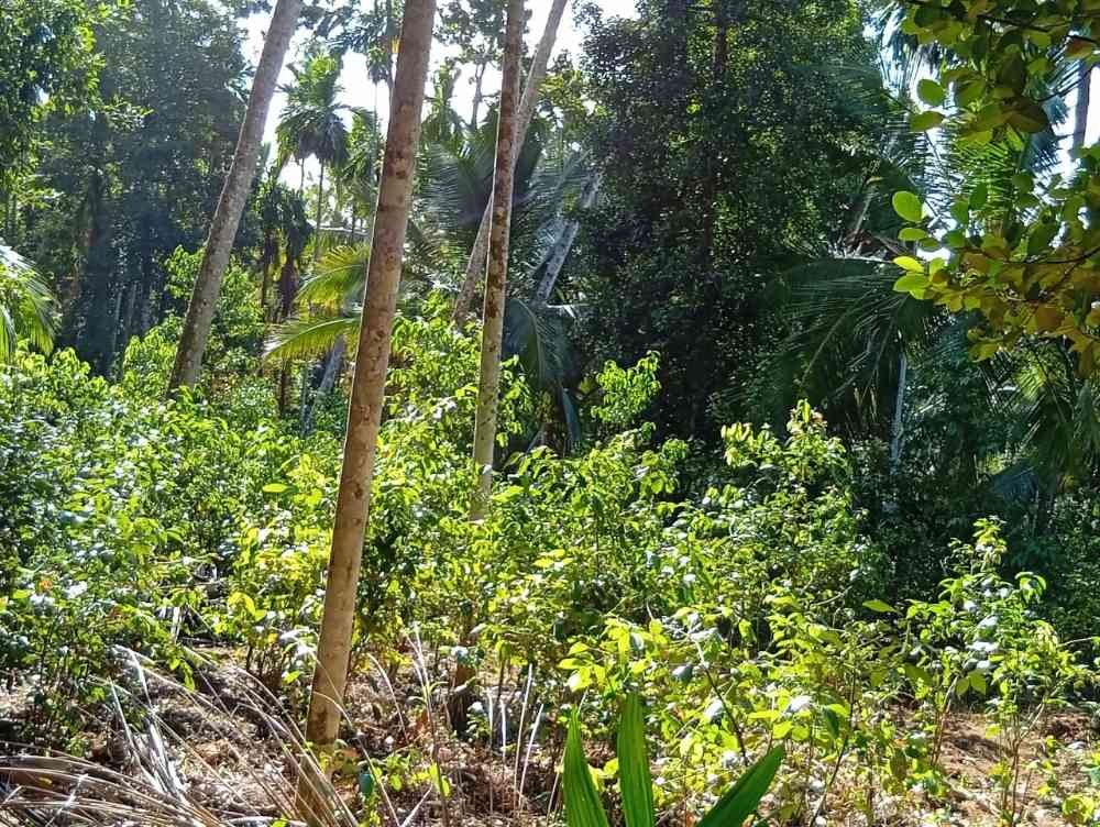 Land for sale in beliatta