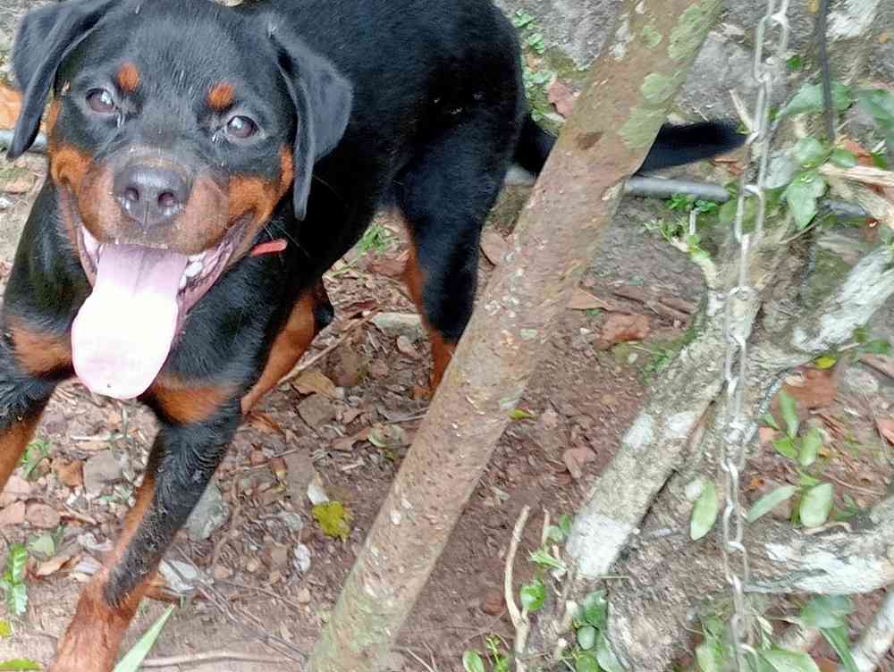 Rottweiler 7 month pups available