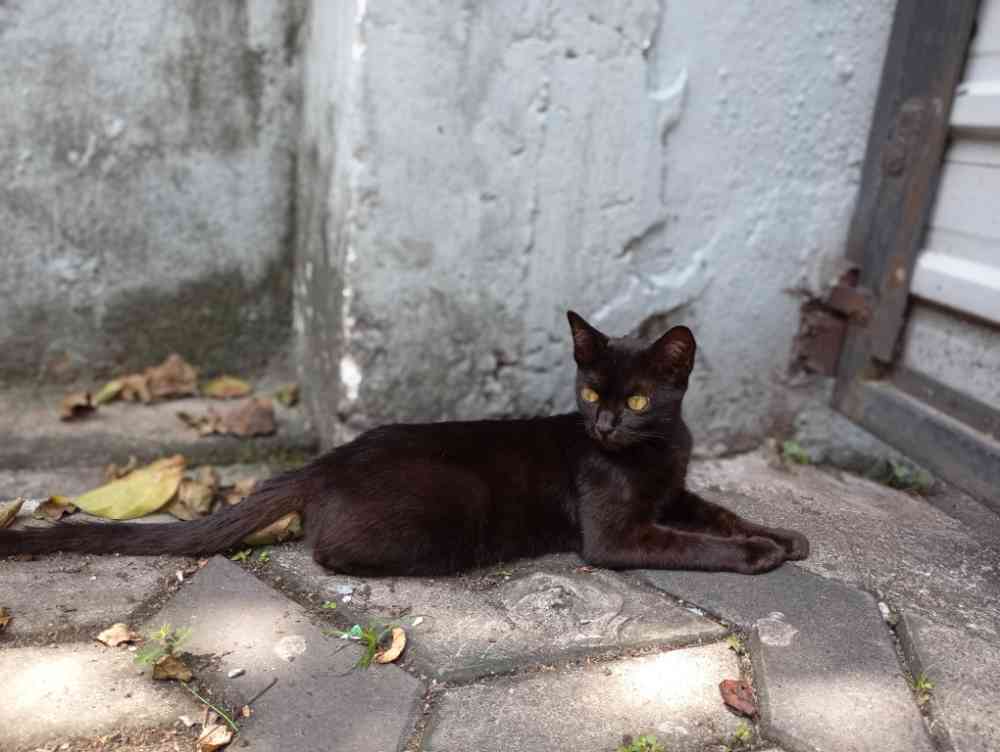 Cats for sale
