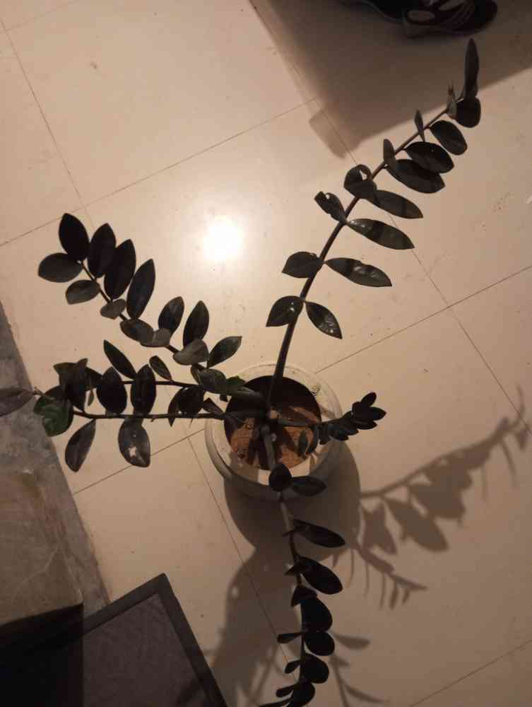 ZZ plant or zanzibar gem