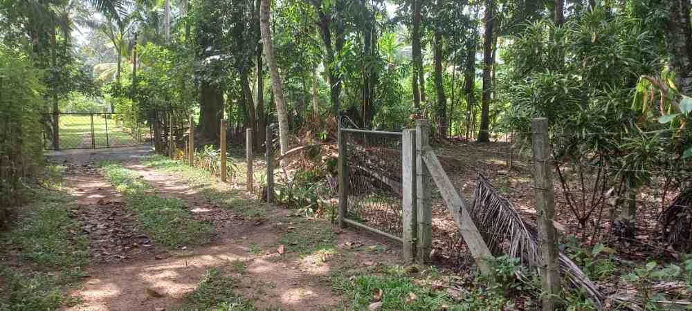 Valuable land in calm environment in gampaha