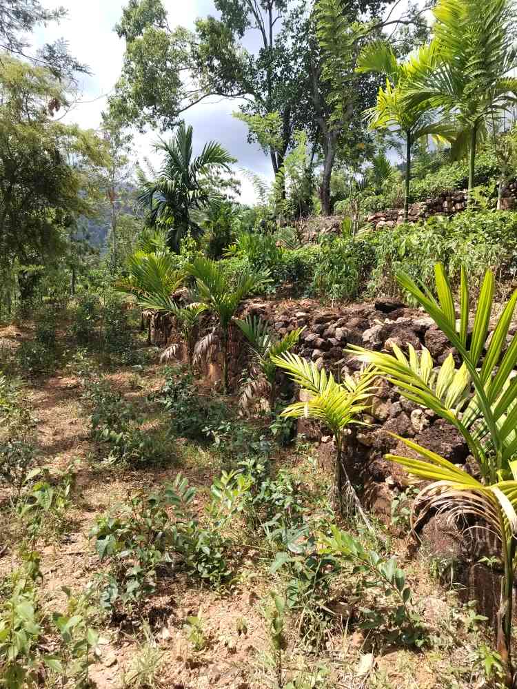Land for sale in upper diyaluma