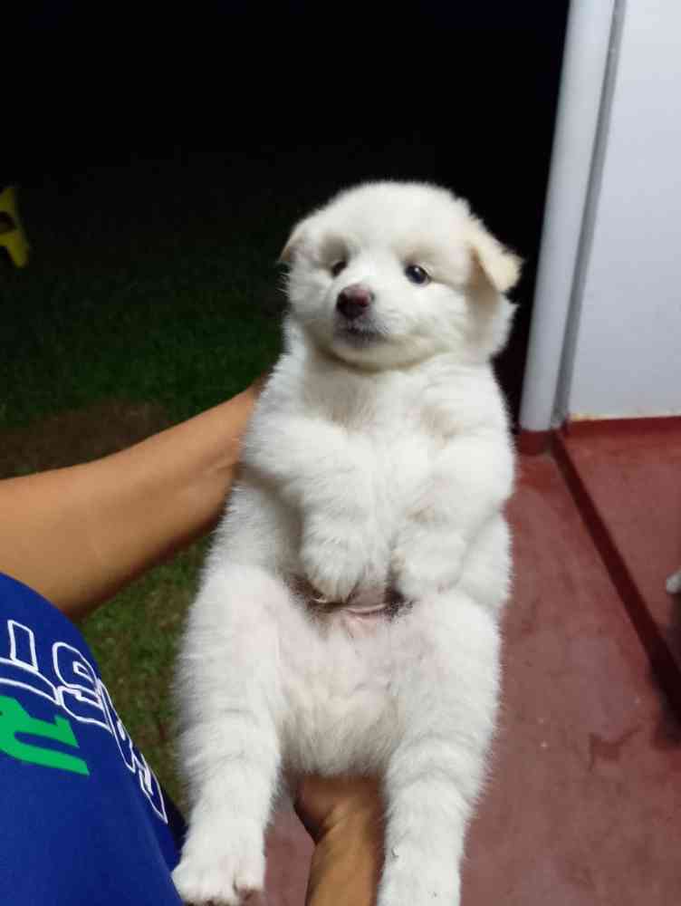Lion pomeranian