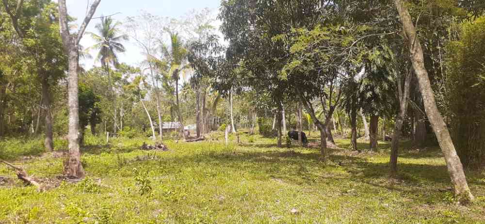 Commercial land for sale in wariyapola