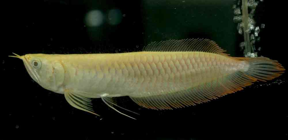Red eye albino arowana