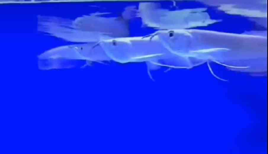Silver arowana fish