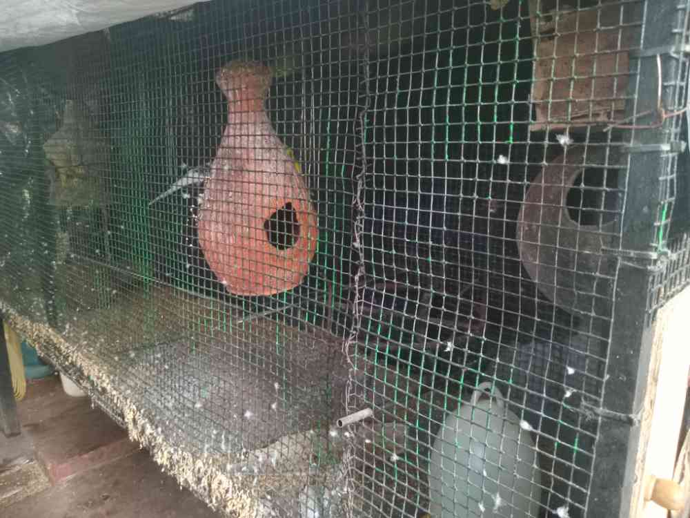 Bird cage for sale