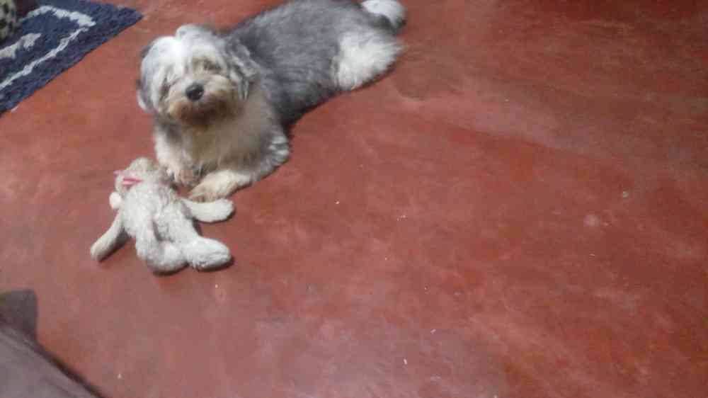 Sithzu male dog for croos
