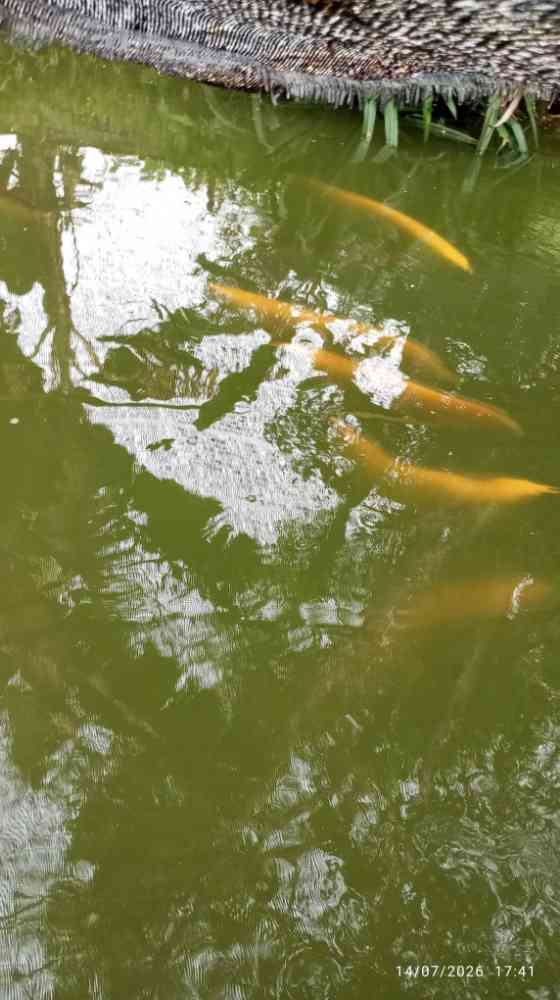 RTG Arawana with certificate albino red eye fish