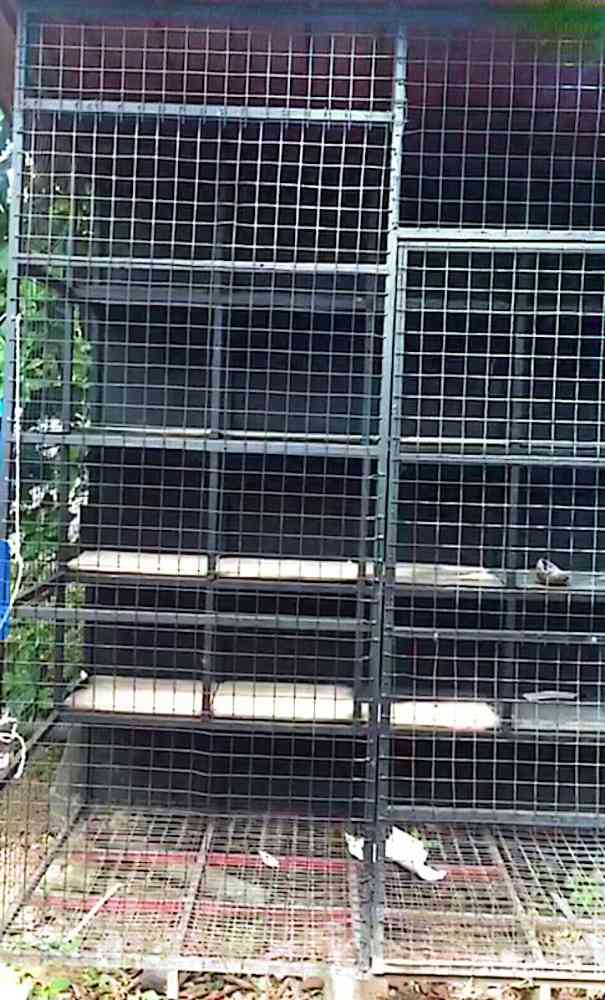 Pigeon coop