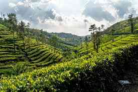 Tea land for sale in bandarawela