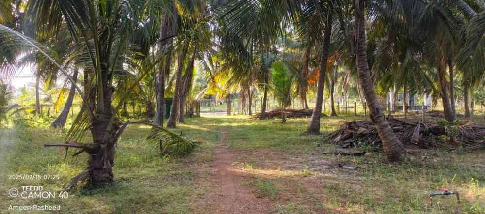Coconut land with house