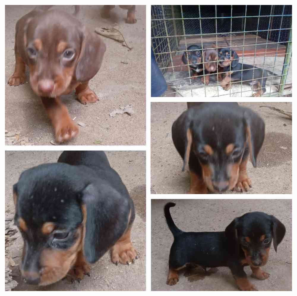 Dachshund puppies for sale